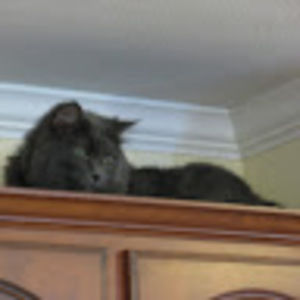 Meet your Posher, Cooper